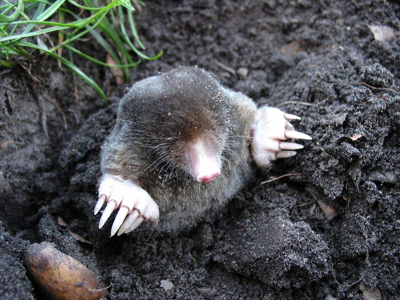 mole-13299_1280