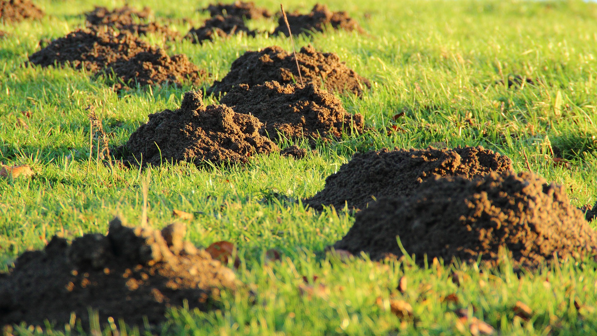 molehill-231386_1920